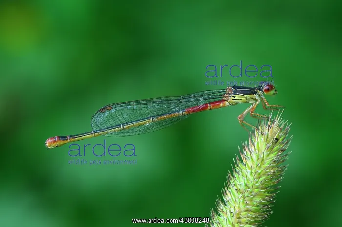 : Small Red Damselfly female : Small Red Damselfly female