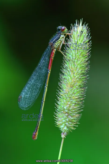 : Small Red Damselfly female : Small Red Damselfly female