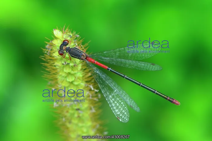 : Small Red Damselfly female : Small Red Damselfly female