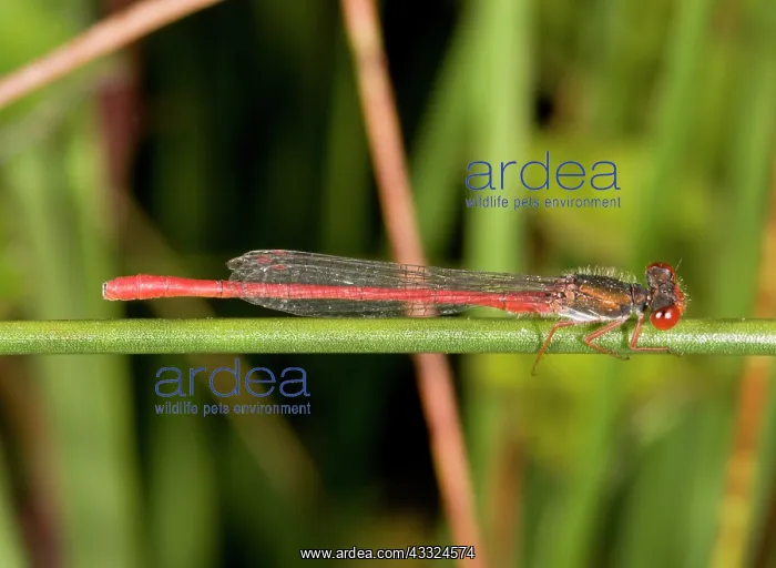 : Small Red Damselfly - male perched : Small Red Damselfly - male perched