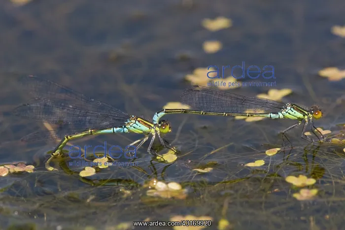 : Small Red-eyed Damselfly : Small Red-eyed Damselfly