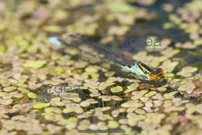 : Small Red-eyed Damselfly : Small Red-eyed Damselfly