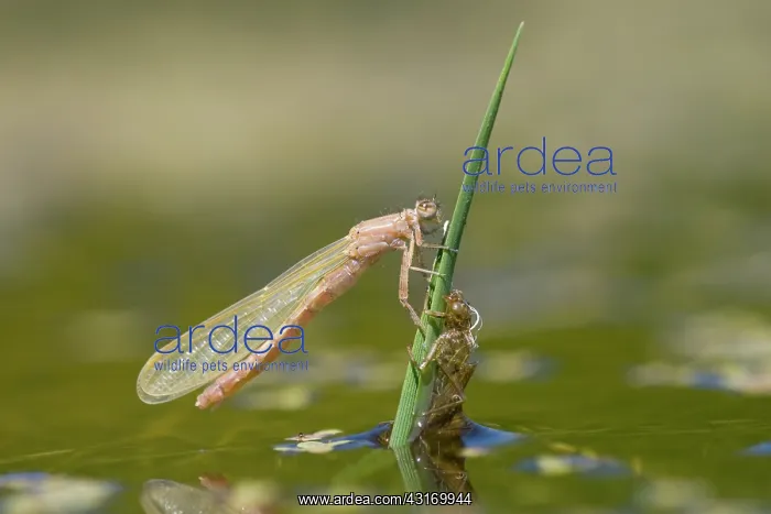 : Small Red-eyed Damselfly : Small Red-eyed Damselfly