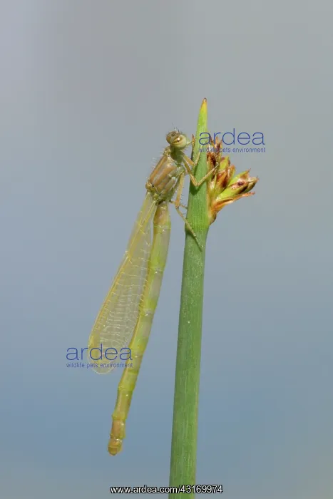 : Small Red-eyed Damselfly : Small Red-eyed Damselfly