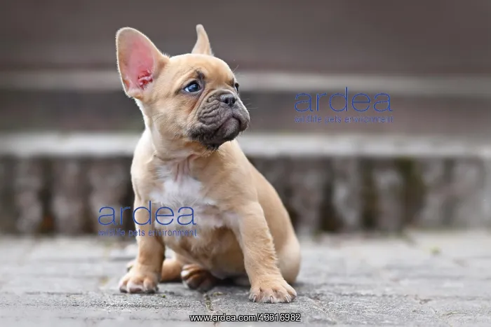 : Small red fawn colored French Bulldog dog puppy : Small red fawn colored French Bulldog dog puppy