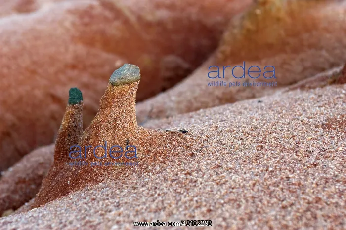 : Small red sand sculpture with litle rock on top : Small red sand sculpture with litle rock on top
