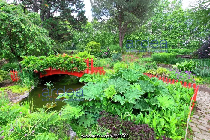 : Small red wooden bridge in the botanical garden : Small red wooden bridge in the botanical garden