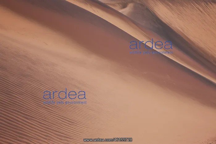 : Small ripples from the wind on a sand dune : Small ripples from the wind on a sand dune