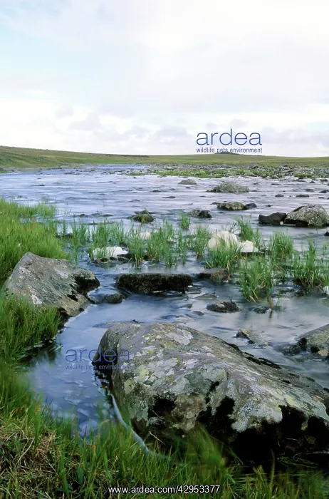 : A small river in arctic tundra : A small river in arctic tundra