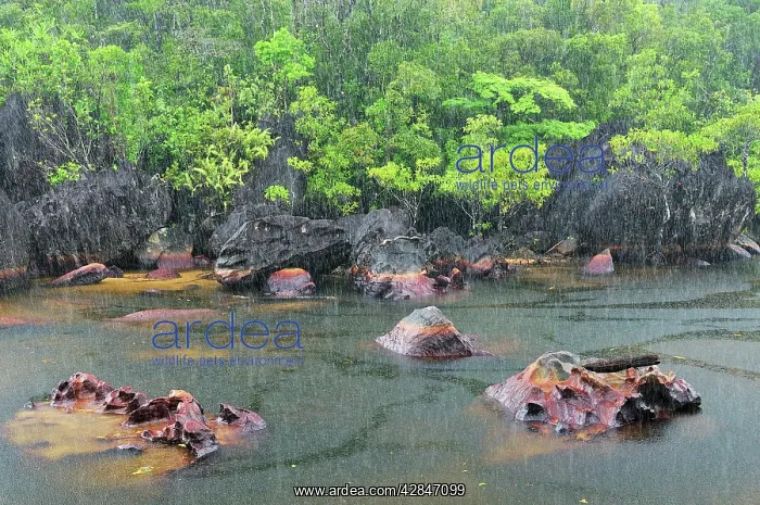 : Small river with heavy rainfall : Small river with heavy rainfall