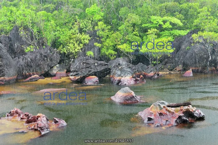 : Small river with heavy rainfall : Small river with heavy rainfall