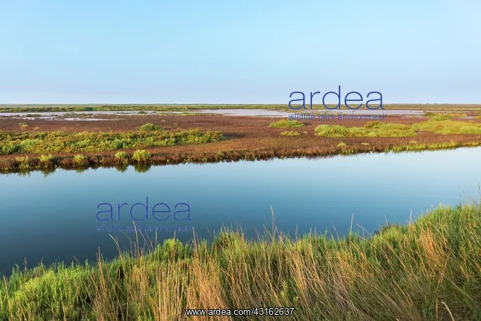 : Small river runs through the wetland in the Camargue during : Small river runs through the wetland in the Camargue during