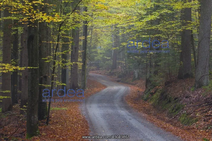 : Small road in a beech forest in autumn - Bavaria : Small road in a beech forest in autumn - Bavaria