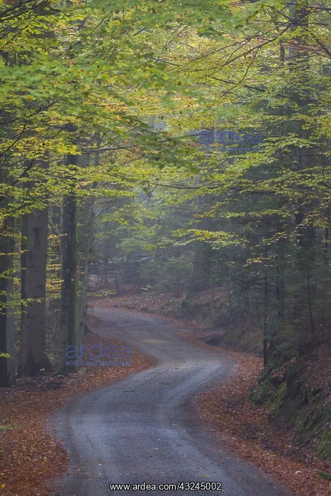 : Small road in a beech forest in autumn - Bavaria : Small road in a beech forest in autumn - Bavaria