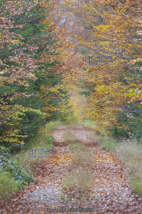 : Small road in a beech forest in autumn - Bavaria : Small road in a beech forest in autumn - Bavaria