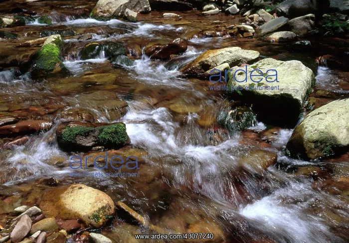 : Small Rocky Stream : Small Rocky Stream