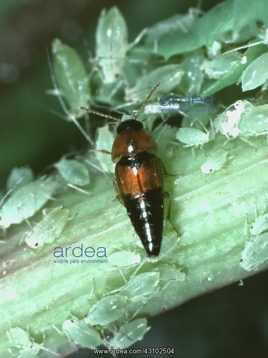  : A small rove beetle with aphids