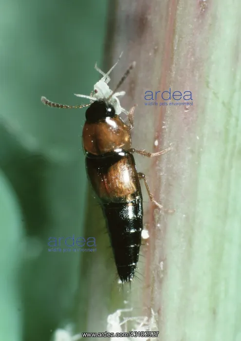 : A small rove beetle with aphids : A small rove beetle with aphids