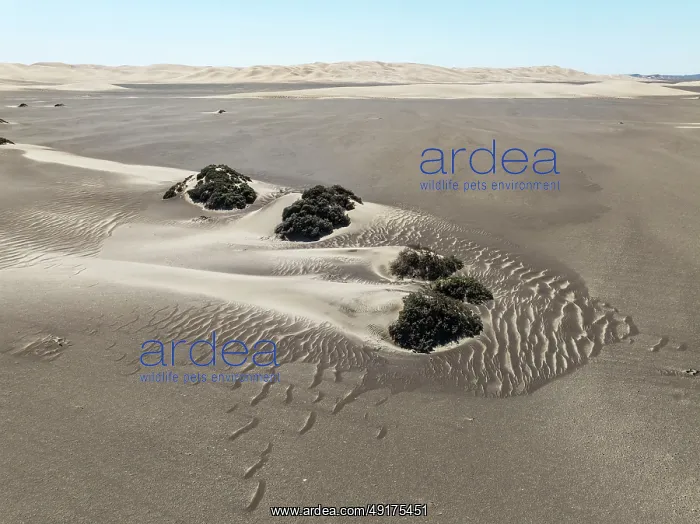: Small sand heaps form around the sparse vegetation in the Namib Desert : Small sand heaps form around the sparse vegetation in the Namib Desert