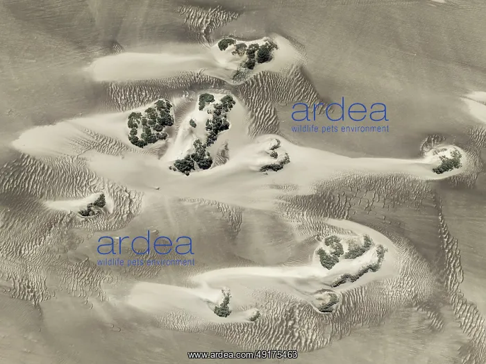 : Small sand heaps form around the sparse vegetation in the Namib Desert : Small sand heaps form around the sparse vegetation in the Namib Desert