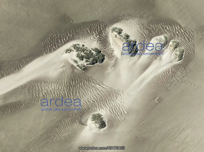 : Small sand heaps form around the sparse vegetation in the Namib Desert : Small sand heaps form around the sparse vegetation in the Namib Desert