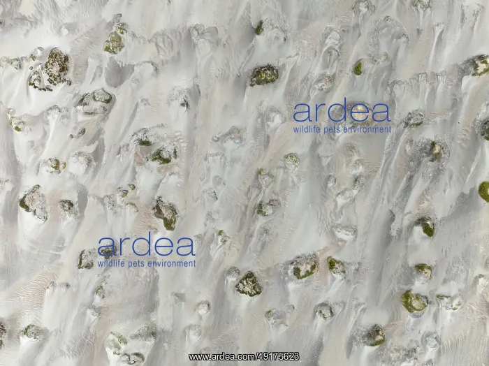: Small sand heaps form around the sparse vegetation in the Namib Desert : Small sand heaps form around the sparse vegetation in the Namib Desert