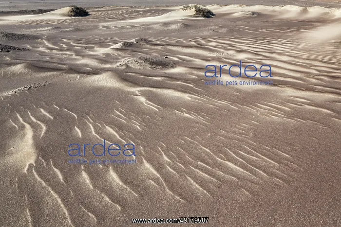 : Small sand heaps form around the sparse vegetation in the Namib Desert : Small sand heaps form around the sparse vegetation in the Namib Desert