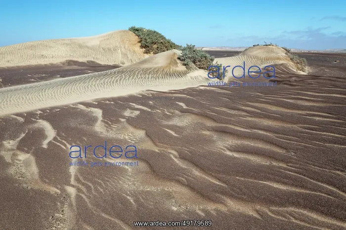 : Small sand heaps form around the sparse vegetation in the Namib Desert : Small sand heaps form around the sparse vegetation in the Namib Desert