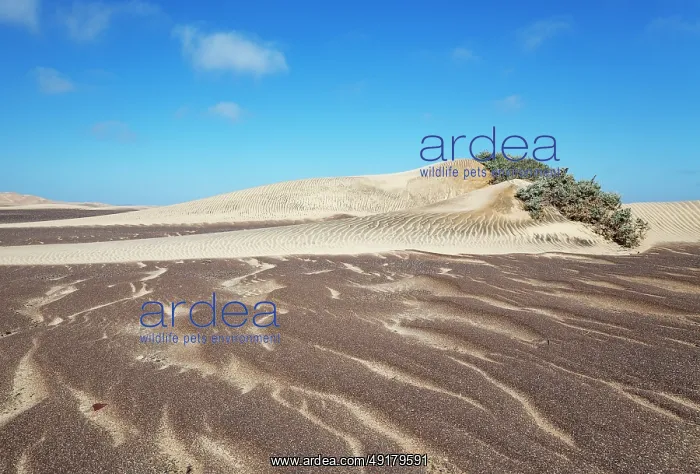 : Small sand heaps form around the sparse vegetation in the Namib Desert : Small sand heaps form around the sparse vegetation in the Namib Desert