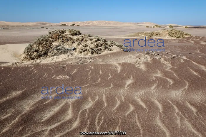 : Small sand heaps form around the sparse vegetation in the Namib Desert : Small sand heaps form around the sparse vegetation in the Namib Desert