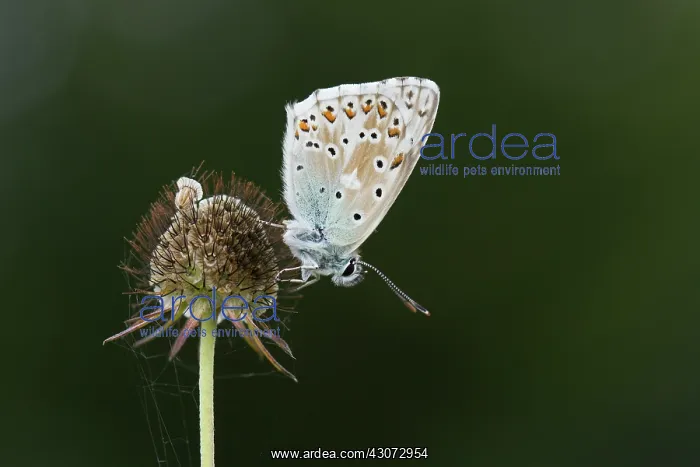 : Small Scabious : Small Scabious