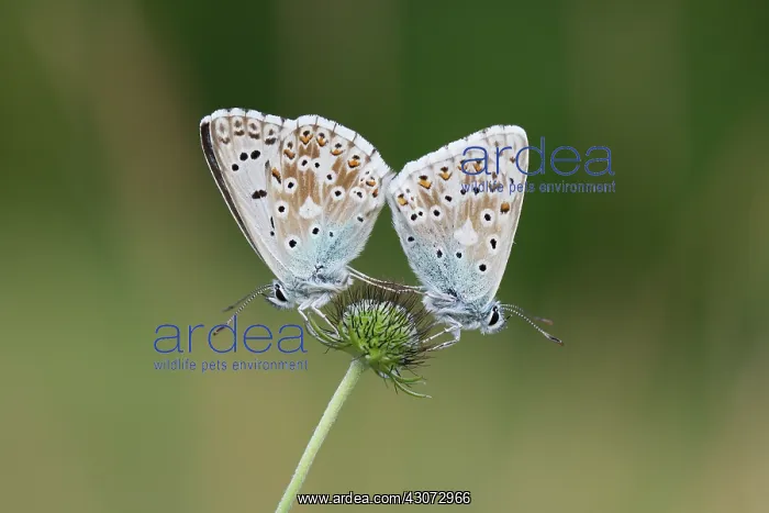 : Small Scabious : Small Scabious