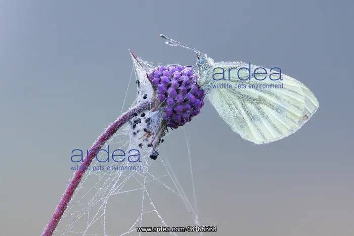 : Small Scabious : Small Scabious