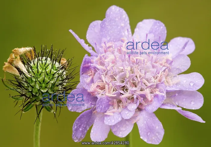 : Small Scabious, or Dove's foot scabious - in flower : Small Scabious, or Dove's foot scabious - in flower