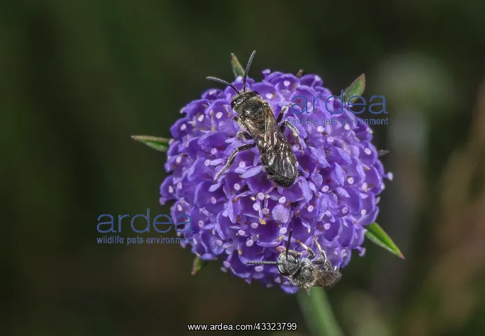 : Small scabious mining bees, Andrena marginata on : Small scabious mining bees, Andrena marginata on