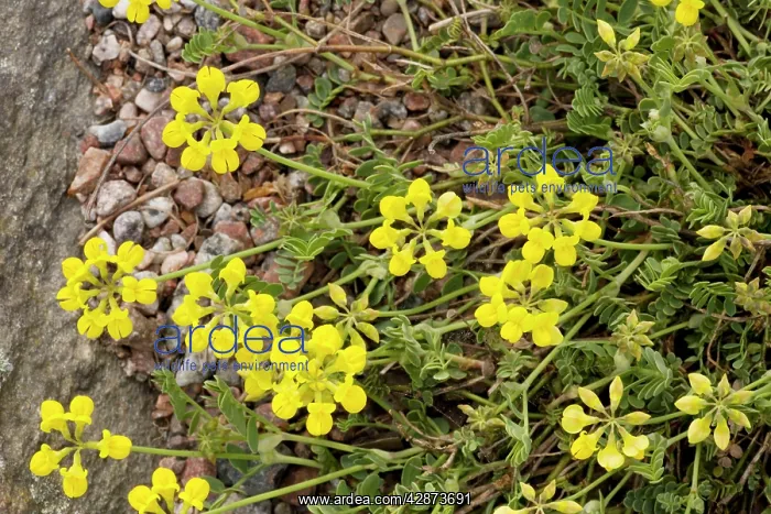 : Small Scorpion vetch : Small Scorpion vetch