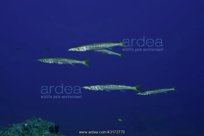 : Small shoal of Striped Barracuda, Sphyraena viridensis : Small shoal of Striped Barracuda, Sphyraena viridensis
