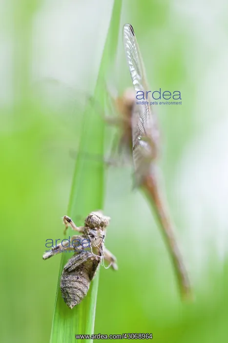 : Small Skimmer : Small Skimmer