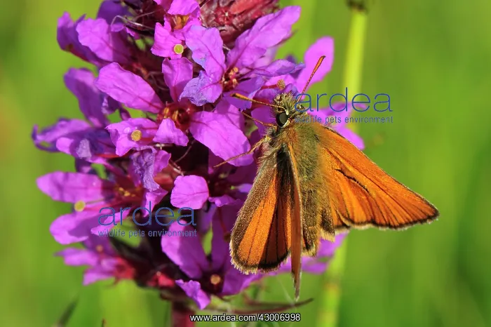  : Small Skipper
