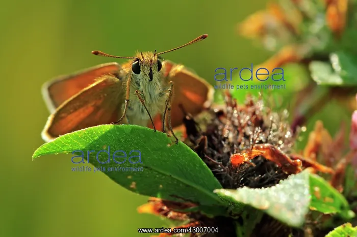  : Small Skipper