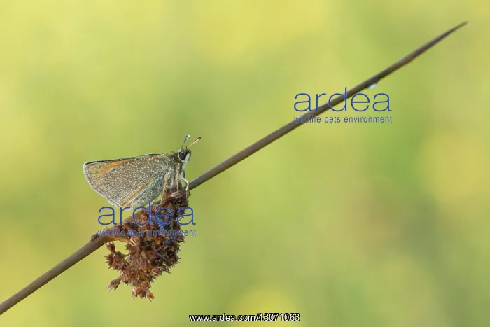 : Small skipper : Small skipper