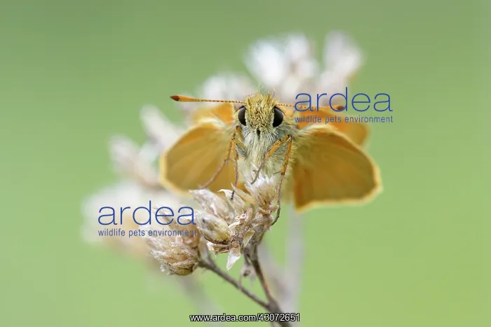 : Small skipper : Small skipper