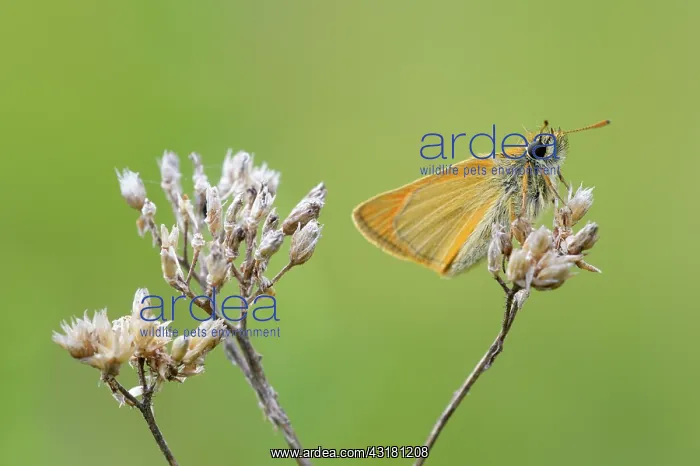 : Small skipper : Small skipper