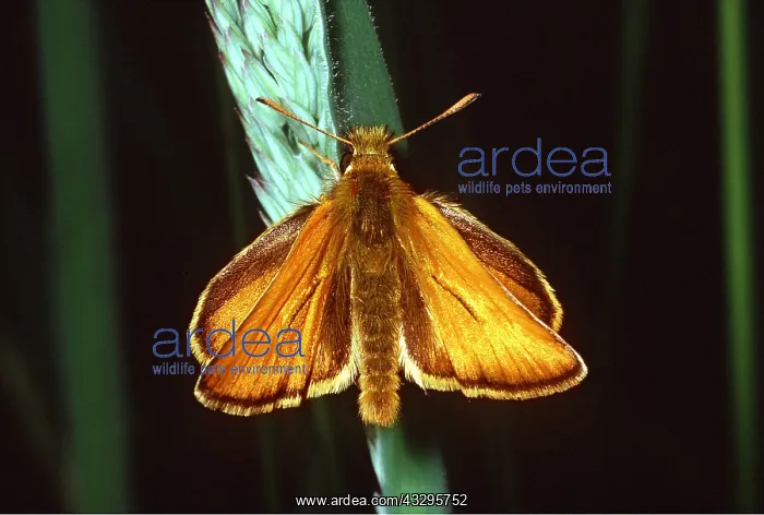  : SMALL SKIPPER BUTTERFLY