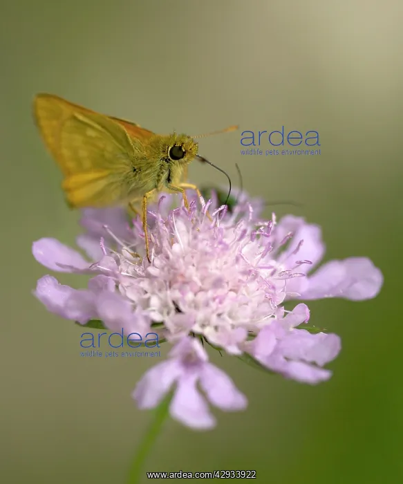 : Small Skipper butterfly - Feeding on purple flower : Small Skipper butterfly - Feeding on purple flower