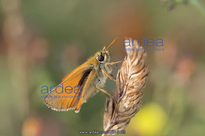 : Small Skipper Butterfly on grass in Summer : Small Skipper Butterfly on grass in Summer