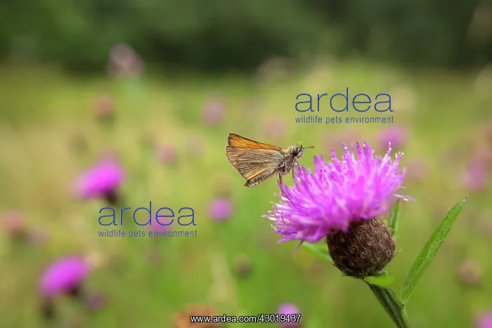  : Small Skipper Butterfly on Knapweed in Summer
