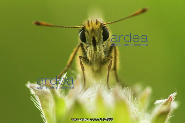 : front of Small Skipper (Thymelicus sylvestris) : front of Small Skipper (Thymelicus sylvestris)