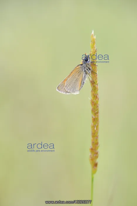 : Grass. Small Skipper (Thymelicus sylvestris) male resting on blade of unidentified Grass : Grass. Small Skipper (Thymelicus sylvestris) male resting on blade of unidentified Grass