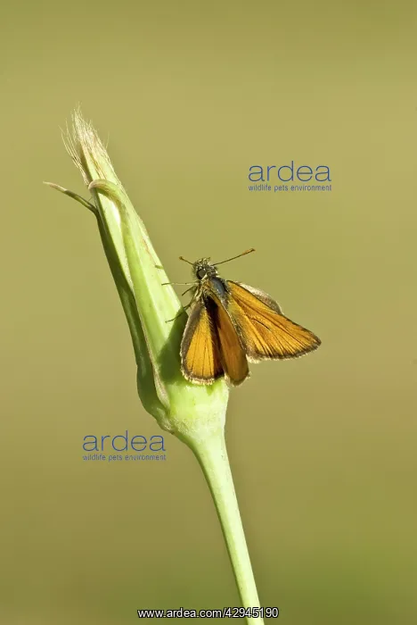 : Small skipper - Top view with wings open : Small skipper - Top view with wings open